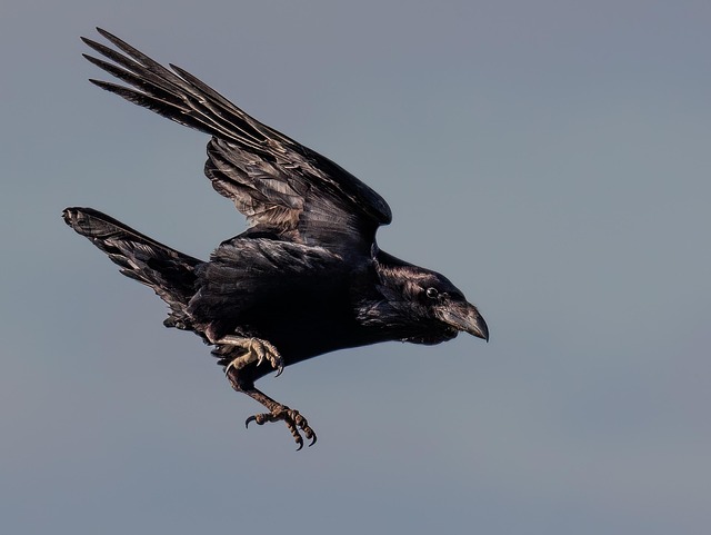 corvid