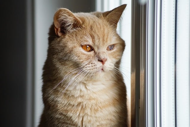 Hình ảnh minh họa ý nghĩa của từ coryza