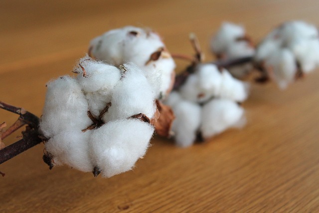 Hình ảnh minh họa ý nghĩa của từ cotton