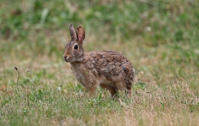 cottontail rabbit