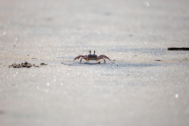 crab