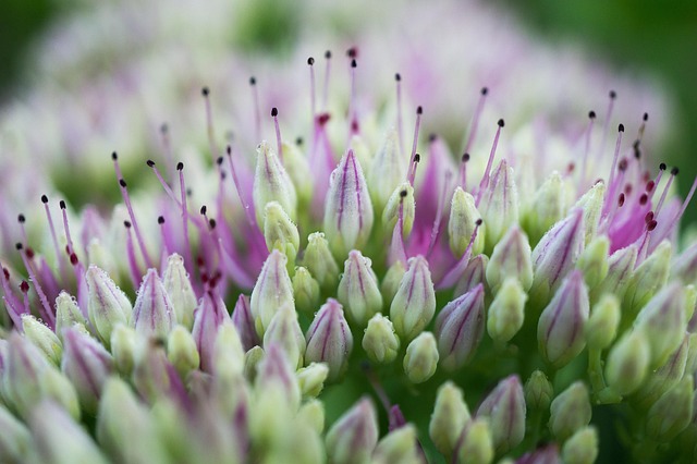 Hình ảnh minh họa ý nghĩa của từ crassulaceae