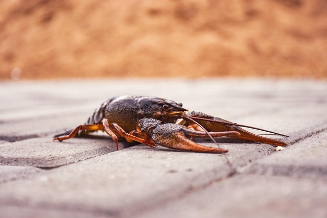 crawdad