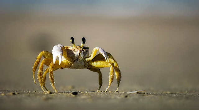 crawling