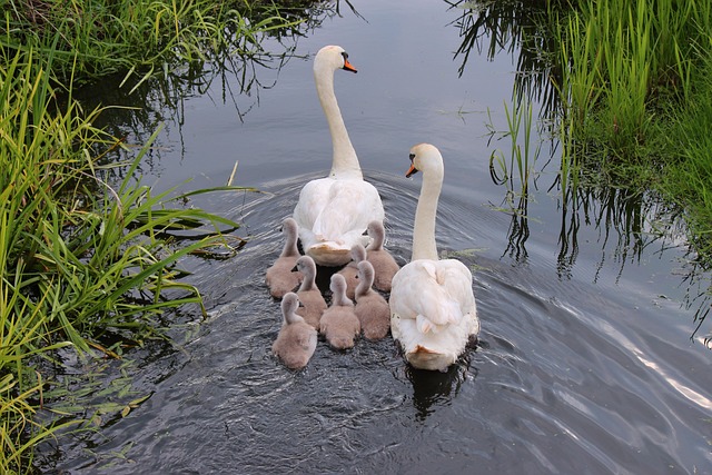 Hình ảnh minh họa ý nghĩa của từ creaking