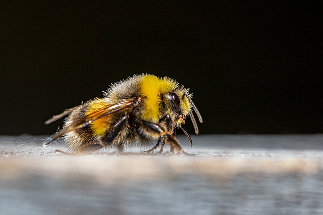 create a buzz