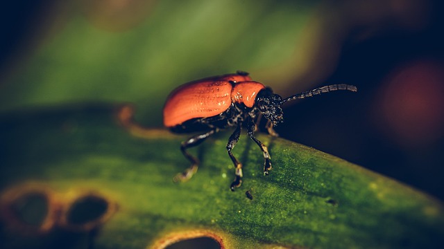 Hình ảnh minh họa ý nghĩa của từ critter
