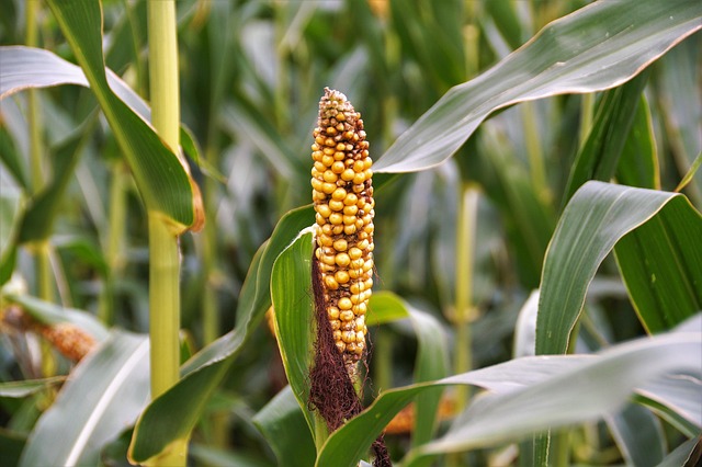 crop damage