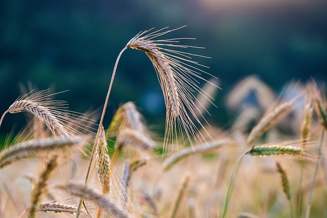 crop modification
