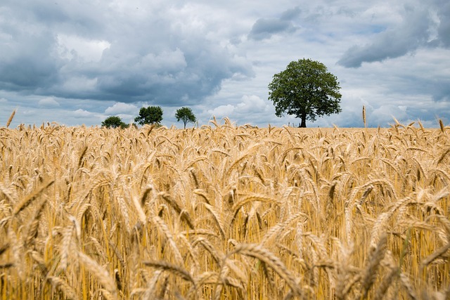 cropped land