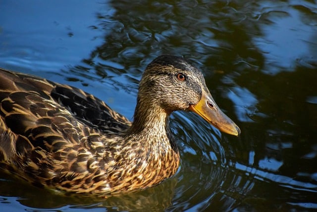 Hình ảnh minh họa ý nghĩa của từ crossword