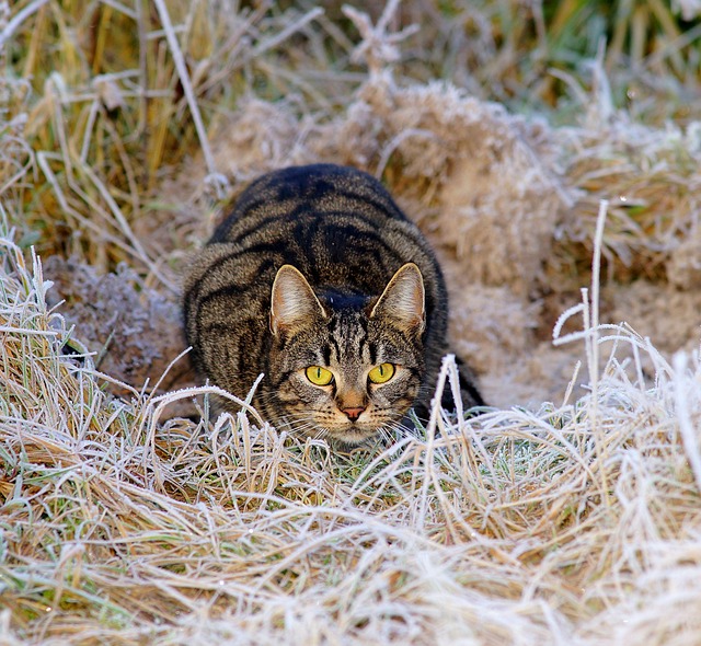 crouching