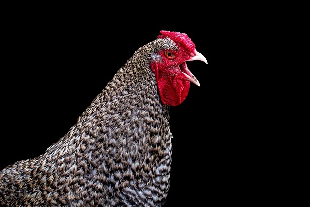 crowing