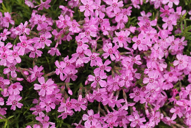 Hình ảnh minh họa ý nghĩa của từ cruciferae