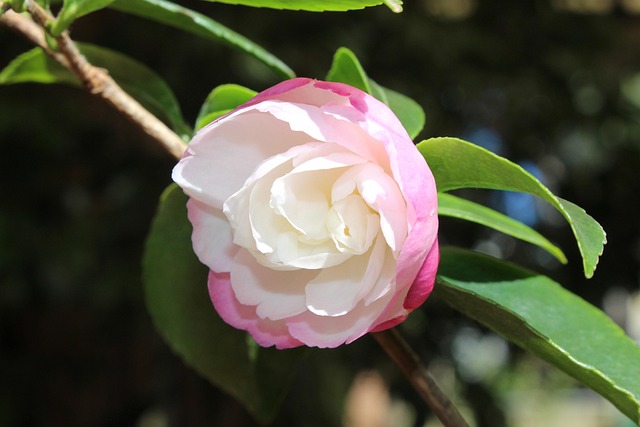 cultivar