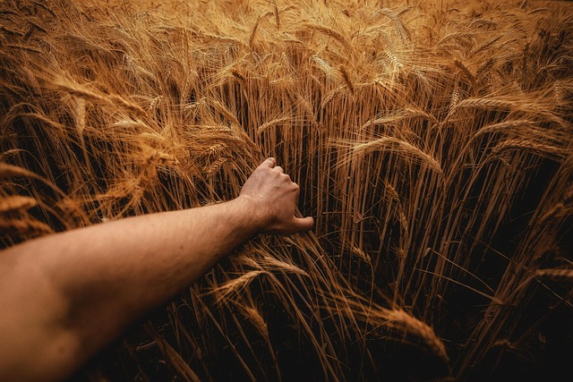 Hình ảnh minh họa ý nghĩa của từ cultivator (for agriculture)