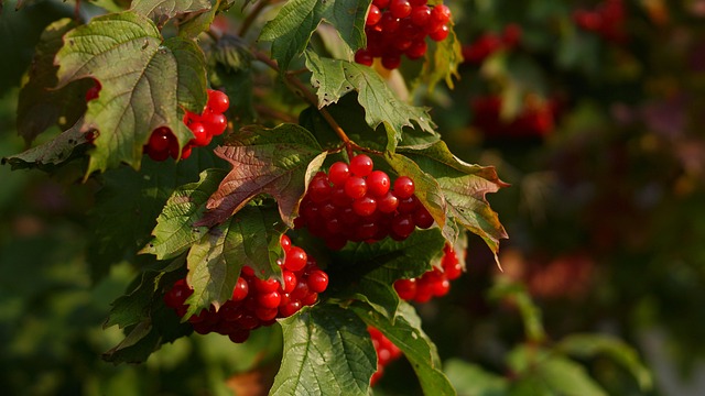 Hình ảnh minh họa ý nghĩa của từ curative