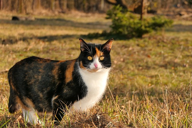 Hình ảnh minh họa ý nghĩa của từ curiously