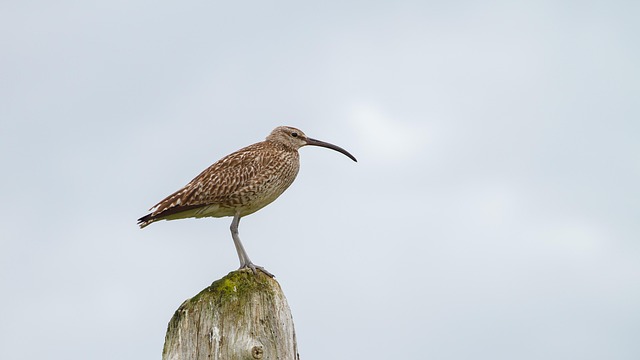 curlew