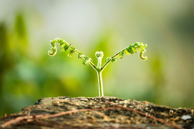 Hình ảnh minh họa ý nghĩa của từ curling