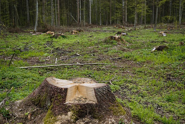 Cut down