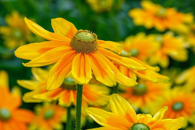 cut flowers