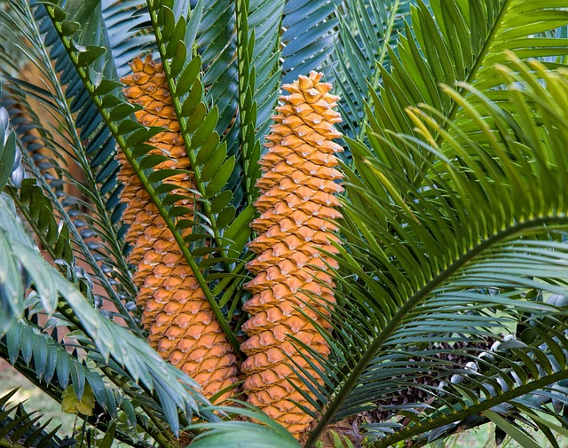 Hình ảnh minh họa ý nghĩa của từ cycad