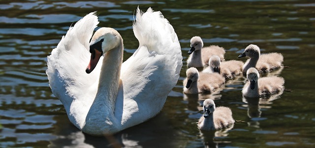 cygnet