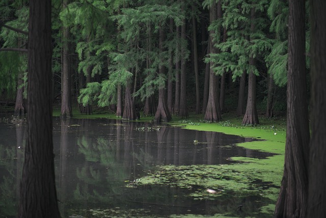 cypress trees