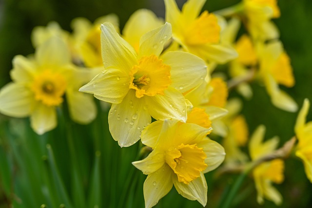 Hình ảnh minh họa ý nghĩa của từ daffodil