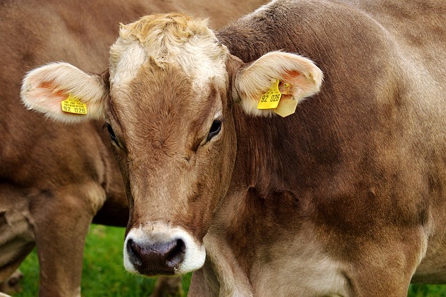 dairy farm