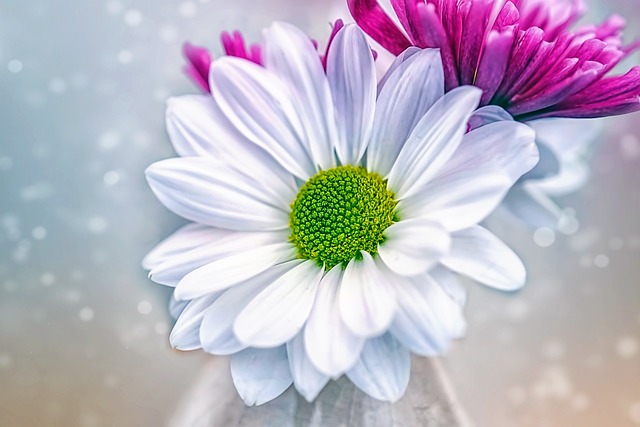 Hình ảnh minh họa ý nghĩa của từ daisy