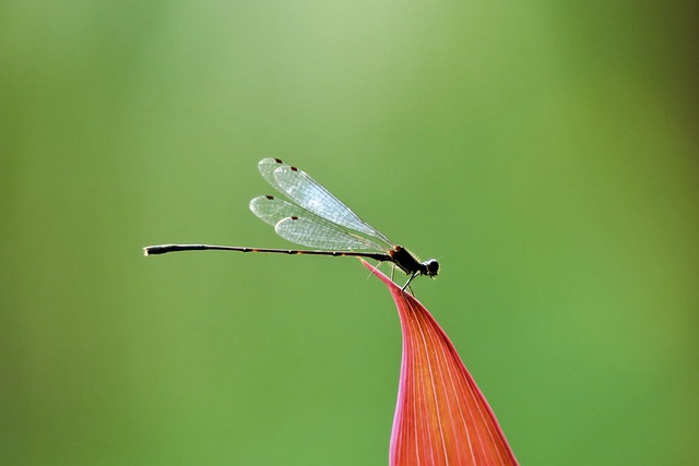 Hình ảnh minh họa ý nghĩa của từ damsel