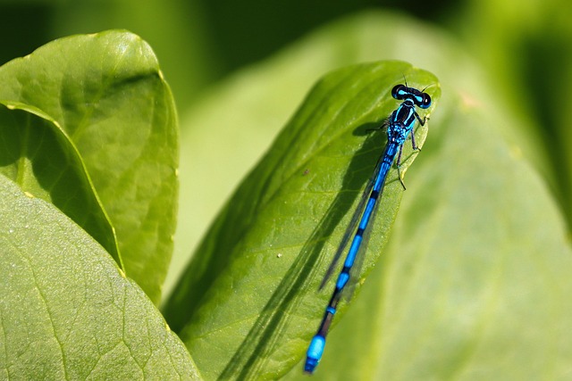 damselfly