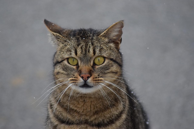 Hình ảnh minh họa ý nghĩa của từ dapple