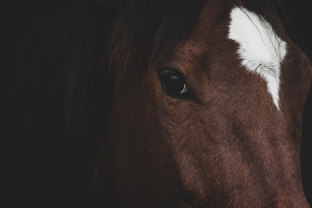 Dark horse