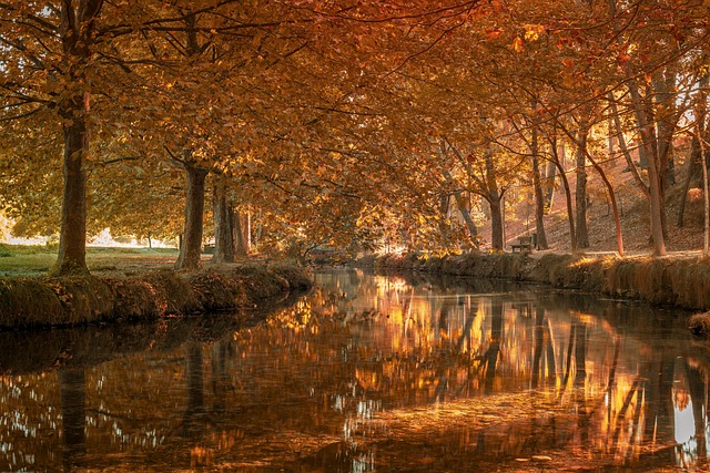 Hình ảnh minh họa ý nghĩa của từ de novo