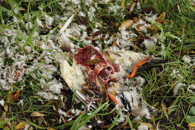 dead duck