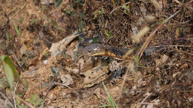 Hình ảnh minh họa ý nghĩa của từ deadly