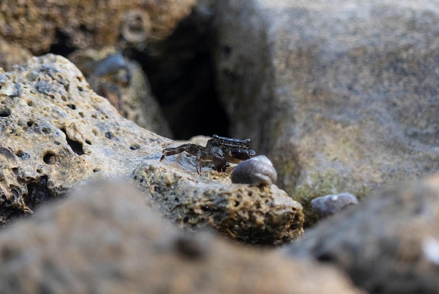 Hình ảnh minh họa ý nghĩa của từ decapod