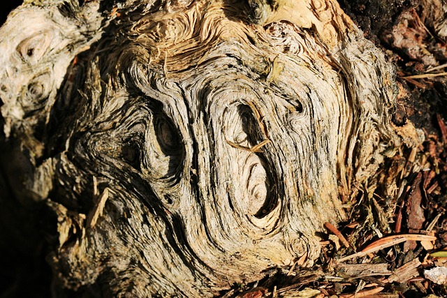 Hình ảnh minh họa ý nghĩa của từ decomposed