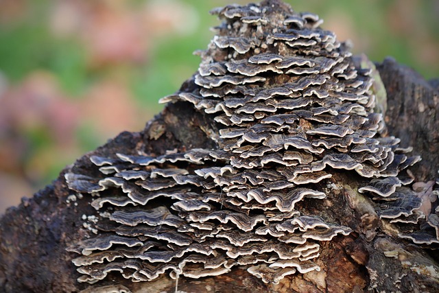 Hình ảnh minh họa ý nghĩa của từ decomposer