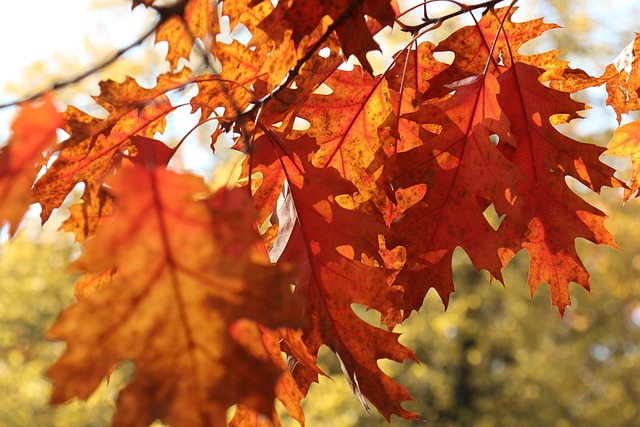 Hình ảnh minh họa ý nghĩa của từ decreased