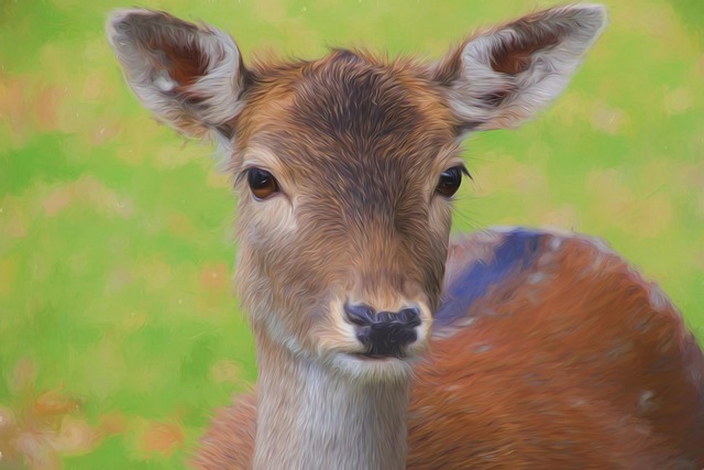 deer