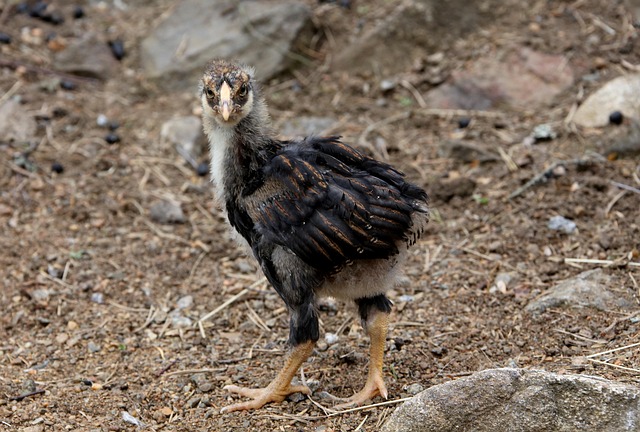 Hình ảnh minh họa ý nghĩa của từ defiant