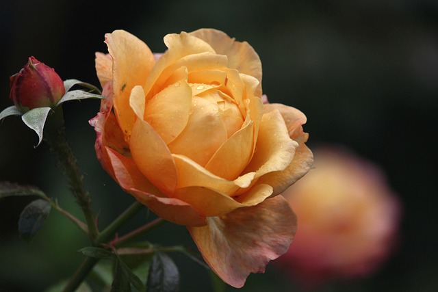 delicately sweet