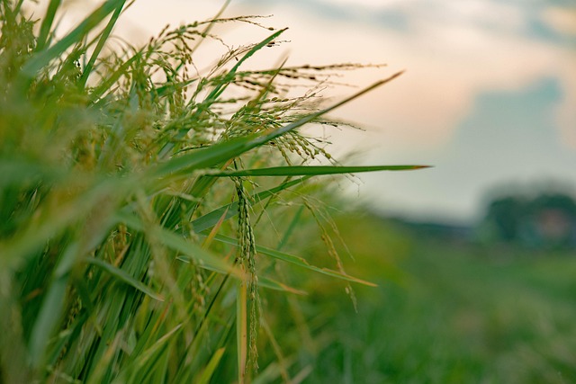 Hình ảnh minh họa ý nghĩa của từ delta waves