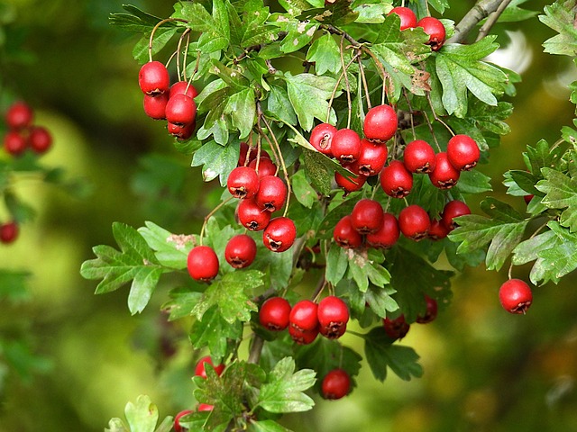 dendrology