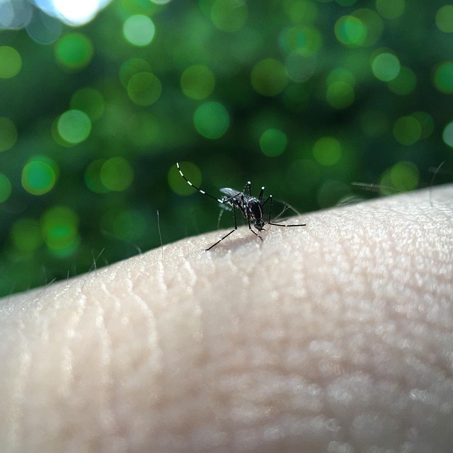 dengue