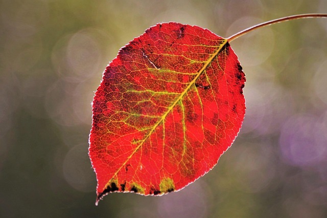 Hình ảnh minh họa ý nghĩa của từ dependent living